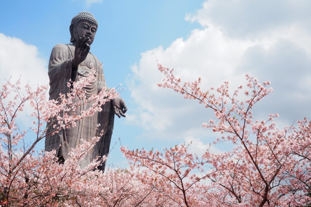 Buddha with cherry blossoms. Ibaraki cover photo