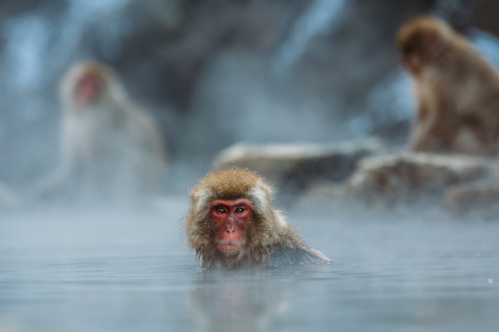 brown monkey on body of water shallow focus photography. Nagano cover photo
